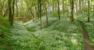 Forêt domaniale de Châteauroux Forêt domaniale de Châteauroux