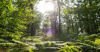 Forêt domaniale de Châteauroux Forêt domaniale de Châteauroux
