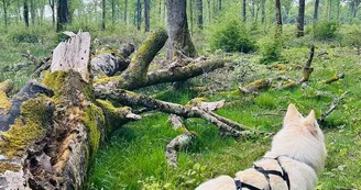 Forêt domaniale de Châteauroux Forêt domaniale de Châteauroux