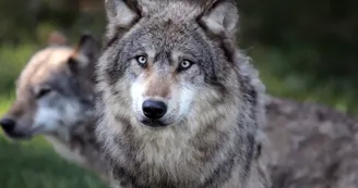 Loups