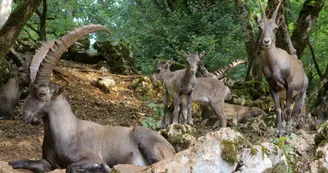 Bouquetins des Alpes