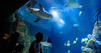 bassin-requin-crédit-delphine-pernaud