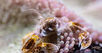 crabe-aquarium-biarritz-crédit-delphine-pernaud