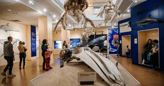 galerie-des-cetaces-aquarium-biarritz-crédit-delphine-pernaud