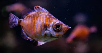poisson-golfe-de-gascogne-crédit-delphine-pernaud