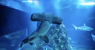Requin-marteau-halicorne-aquarium-biarritz-Delphine-Pernaud