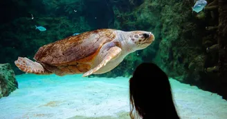 tortue-caouanne-crédit-delphine-pernaud