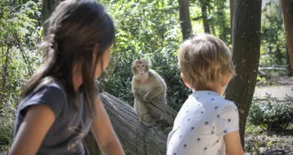 La Vallée des Singes à Romagne_18 La Vallée des Singes à Romagne_18