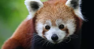Ailurus fulgens fulgens (17)