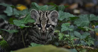 Reserve_Zoologique_de_Calviac