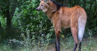 Réserve Zoologique de Calviac - Chrysocyon brachyurus (62)