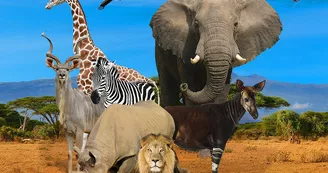 Photo-Zoo-du-Bassin-D--arcacho