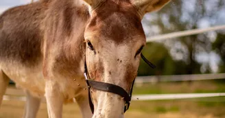 Âne trotro de la ferme du petit âge
