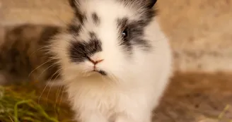 Lapin nain la ferme du petit âge