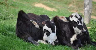 parc_animalier_etxola_animaux