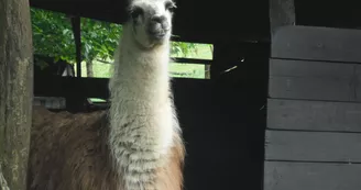 parc_animalier_etxola_lama