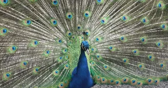 parc_animalier_etxola_paon