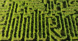 Labyrinthe Labyrinthe