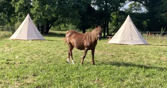 Paddock de Pearl2