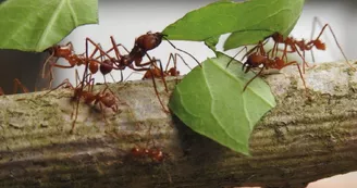 Exotic Park - Lescar - fourmis