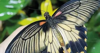 Exotic Park - Lescar - papillon 1