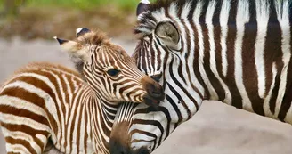 zoo-labenne-bb-zebre
