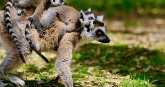 zoo-labenne-lemurien-bb-0519
