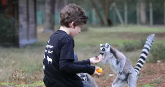 zoo-labenne-lemurien-kid