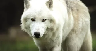 zoo-labenne-loup