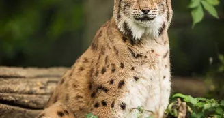 zoo-labenne-lynx-d'europe