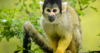 zoo-labenne-saimiri-tete-noire-2