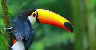 zoo-labenne-toucan-toco-0724