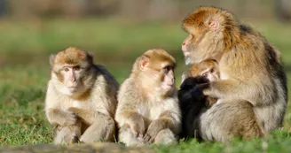 Zoodyssée - Singe magot Zoodyssée - Singe magot