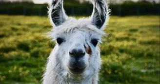 Nectar, lama du Territoire des Lamas & Alpagas au Parc