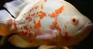 10. POISSON OSCAR