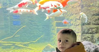 8. Bassin carpes Koi