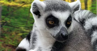 maki catta Mescoules zoo Refuge maki catta Mescoules zoo Refuge