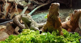 Zoo de Mescoules (8) Zoo de Mescoules (8)