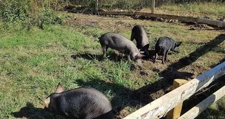 Ferme découverte au Domaine d'Écoline