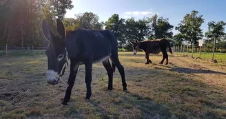 Ferme découverte au Domaine d'Écoline