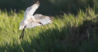 Terres d'Oiseaux