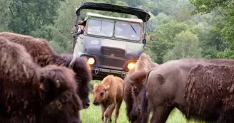Bison_du_Palais Bison_du_Palais