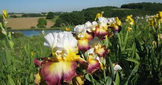iriseraie-de-papon-laplume-destination-agen-tourisme