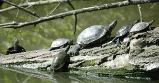lac des carolins - Lescar - tortue Cistude lac des carolins - Lescar - tortue Cistude