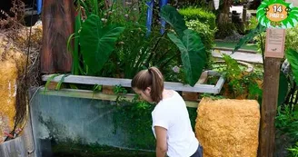 Jungle-Golf-4 Jungle-Golf-4