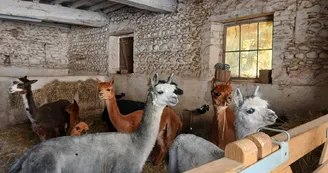 Ferme Pakucha - Alpagas étable Ferme Pakucha - Alpagas étable