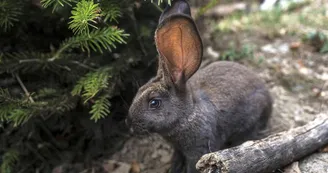 Lapin géant