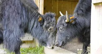 Les yacks