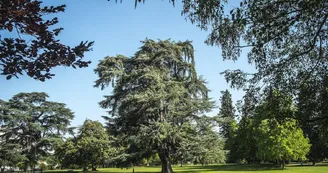 Parc Lawrance - Pau - Cèdre Parc Lawrance - Pau - Cèdre