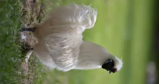 Parc animalier de Nahuques062017©Gilles Arroyo (68).JPG_8 Parc animalier de Nahuques062017©Gilles Arroyo (68).JPG_8